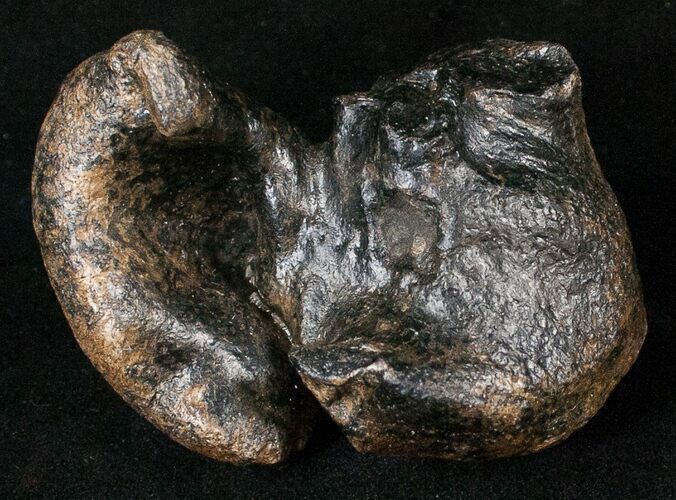 Fossil Manatee Ear Bone - Florida #16192